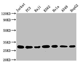 GSTO1 Antibody