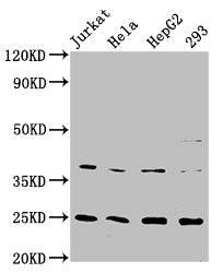 HAMP Antibody