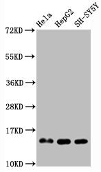 Mono-methyl-Histone H3.1(R2)Antibody