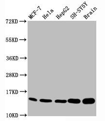 Mono-methyl-Histone H3.1(K18)Antibody