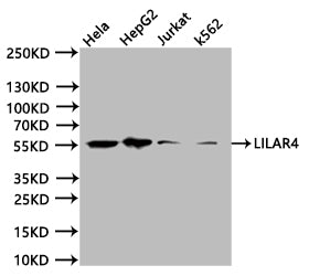 LILRA4 Recombinant Monoclonal Antibody