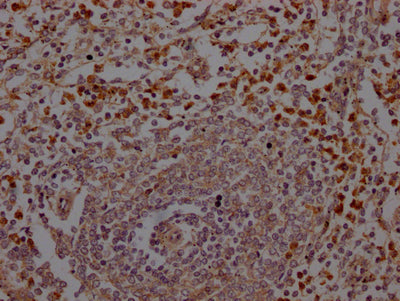 ELANE Antibody