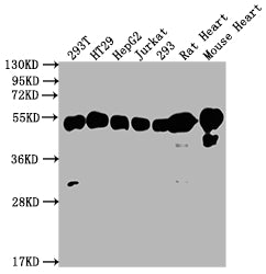 ATP5B Antibody