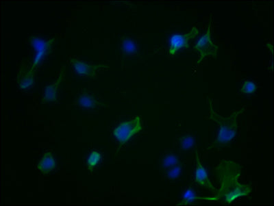 AURKA Antibody