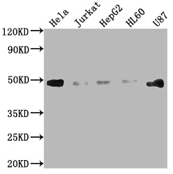 FAS Antibody