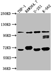 TLR5 Antibody