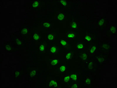 Phospho-SMAD2 (S255) Antibody