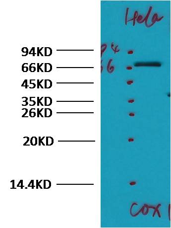 COX1/Cyclooxygenase 1 Rabbit pAb
