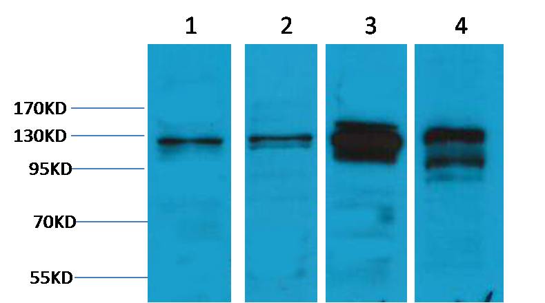 Vinculin Rabbit pAb