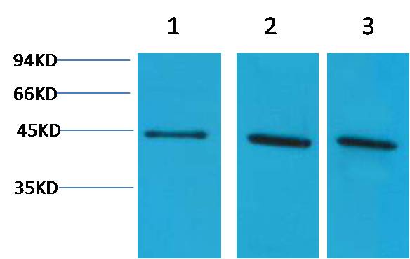 α-Skeletal Muscle Actin Rabbit pAb