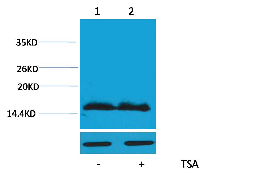 Histone H4(Acetyl Lys91) Rabbit pAb