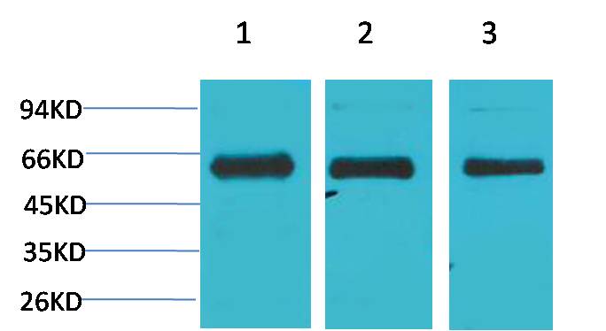 AMPKα1 Rabbit pAb