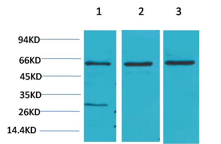Akt2 Rabbit pAb