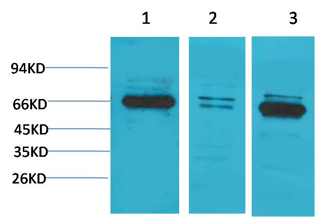 Bestrophin-1 Rabbit pAb
