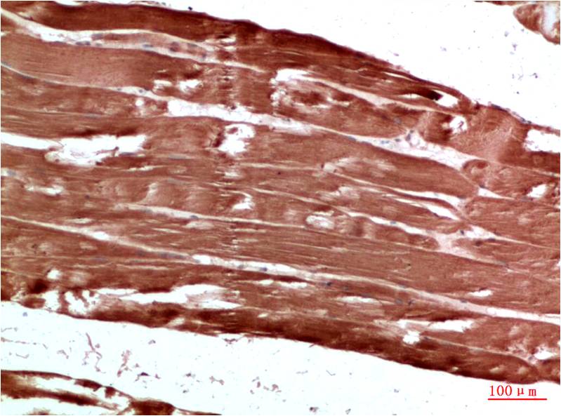 AMPK γ1 Rabbit pAb
