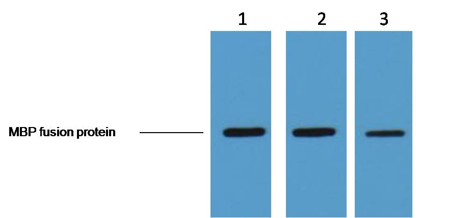 MBP-Tag Mouse mAb