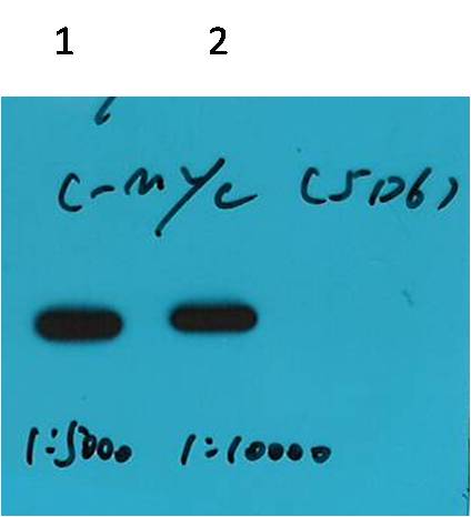 C-Myc-Tag Mouse mAb