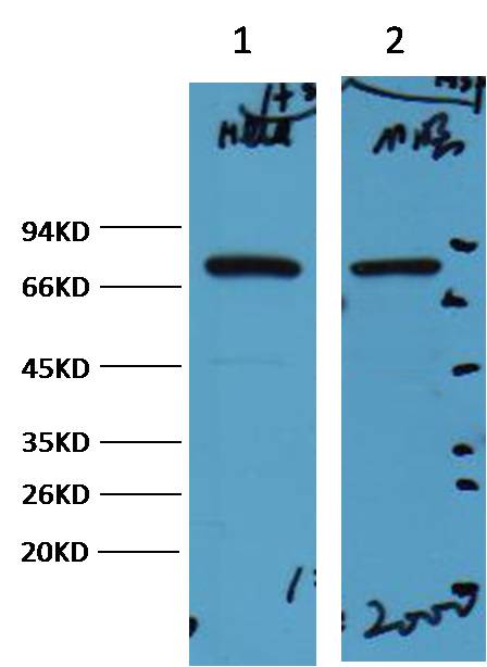 HSP70 Mouse mAb
