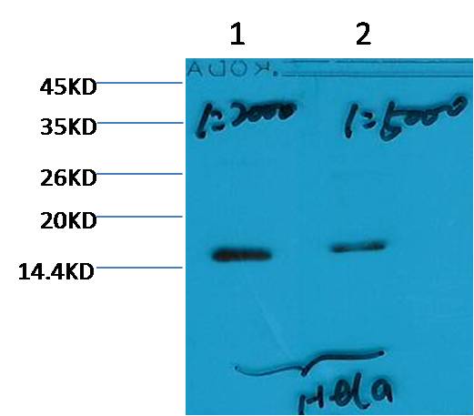 Histone H3 (tri methyl K79) Mouse mAb