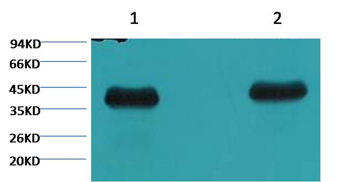 Plant actin Mouse mAb