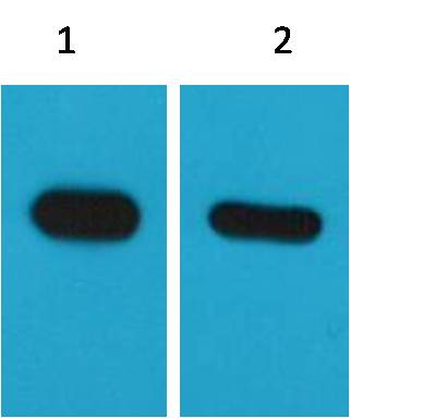 CBP-Tag Mouse mAb
