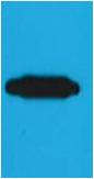 RFP-Tag Mouse mAb