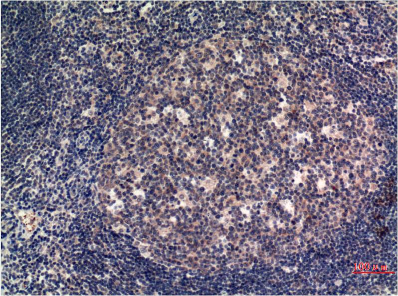 MLKL (8H7) Mouse mAb
