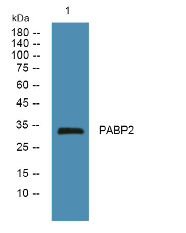 PABP2 rabbit pAb