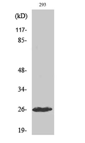 Cleaved-C1r LC (I464) rabbit pAb