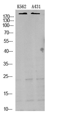 TRPM7 rabbit pAb