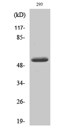 Cleaved-MMP-14 (Y112) rabbit pAb