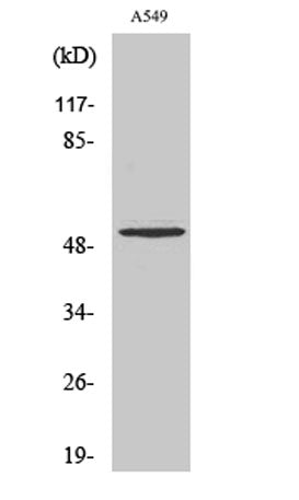 Cleaved-MMP-17 (Q129) rabbit pAb