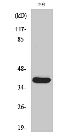 Cleaved-MMP-23 (Y79) rabbit pAb