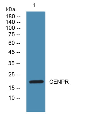 CENPR rabbit pAb
