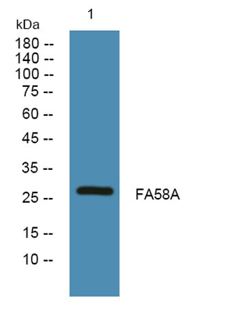 FA58A rabbit pAb