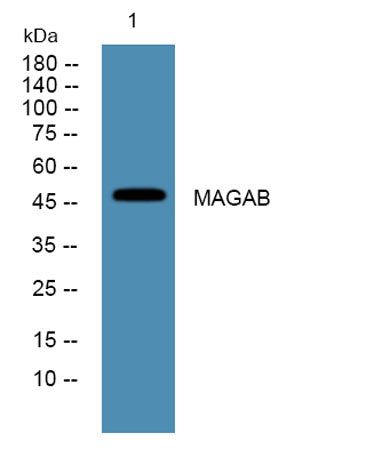 MAGAB rabbit pAb