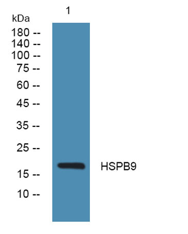 HSPB9 rabbit pAb
