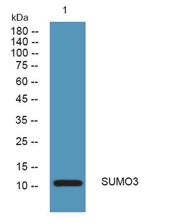 SUMO3 rabbit pAb