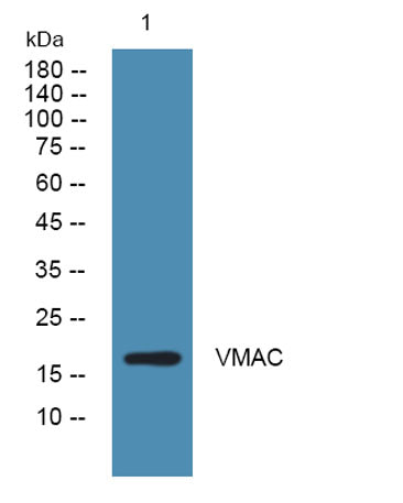 VMAC rabbit pAb