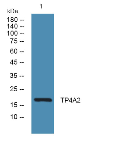 TP4A2 rabbit pAb
