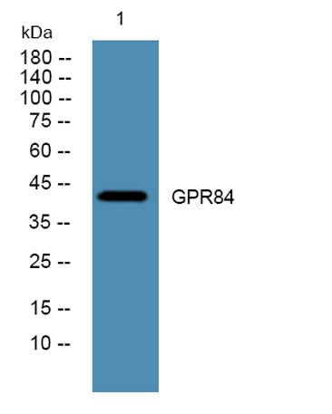 GPR84 rabbit pAb