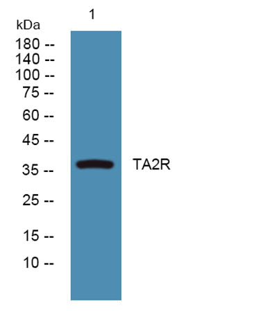 TA2R rabbit pAb