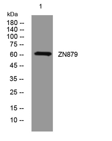 ZN879 rabbit pAb
