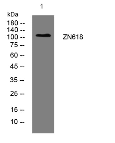 ZN618 rabbit pAb