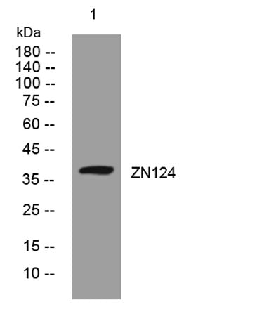 ZN124 rabbit pAb