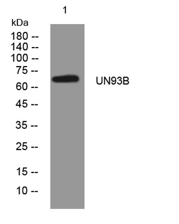 UN93B rabbit pAb