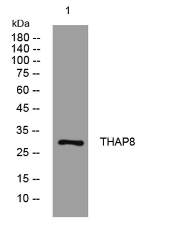 THAP8 rabbit pAb
