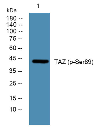 TAZ (phospho-Ser89) rabbit pAb