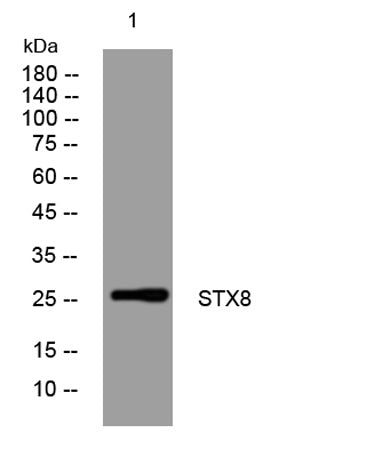 STX8 rabbit pAb