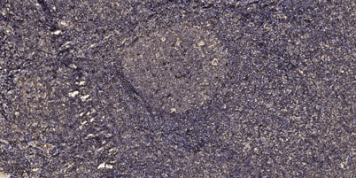Smad3 (phospho-Ser423/425) rabbit pAb
